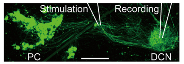 cmsfu FY2013 Annual Report fig6