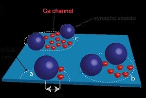 cmsfu FY2014 Annual Report fig21
