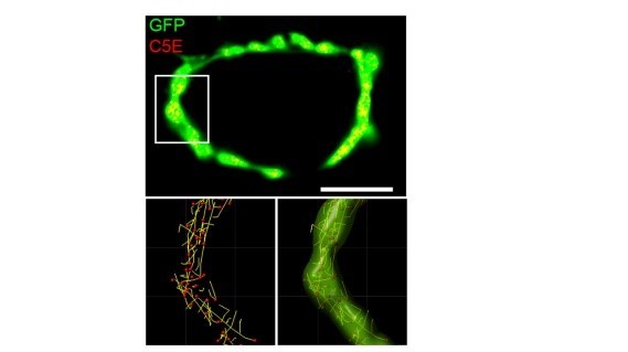 cmsfu FY2015 Annual Report fig6