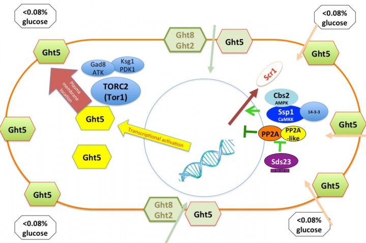 g0 FY2012 Annual Report Figure 7