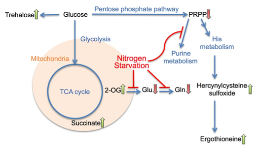 g0 FY2013 Annual Report Figure 2