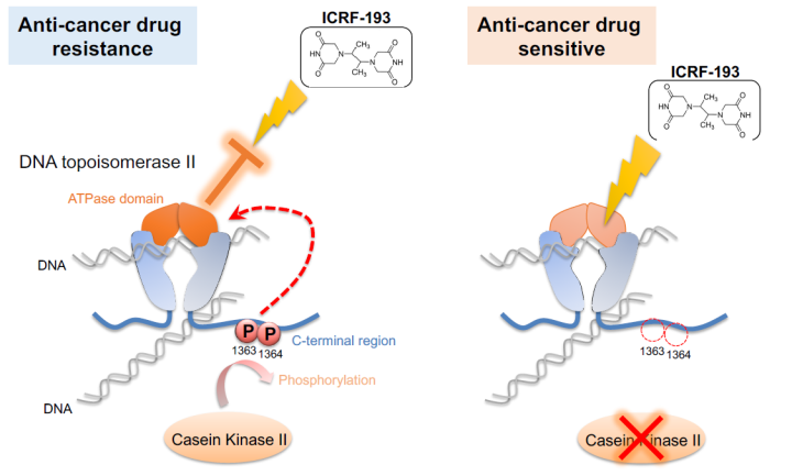 g0 FY2018 Annual Report Figure 4