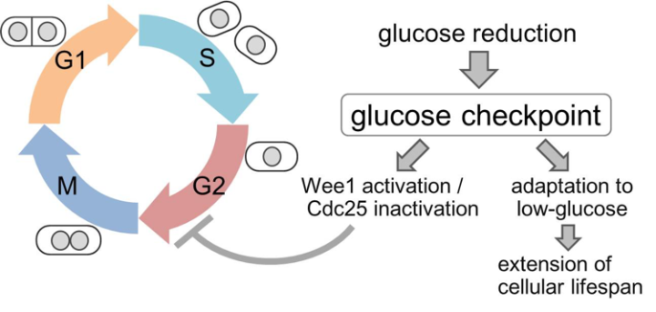 g0 FY2015 Annual Report Figure 3