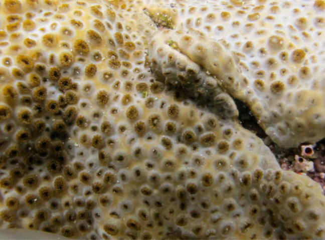 mbsmu FY2011 Annual Report 03