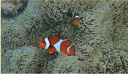 clown anemonefish
