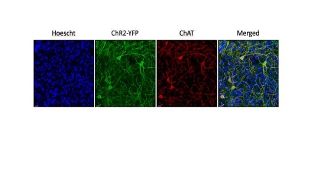 nru FY2020 Annual Report 6