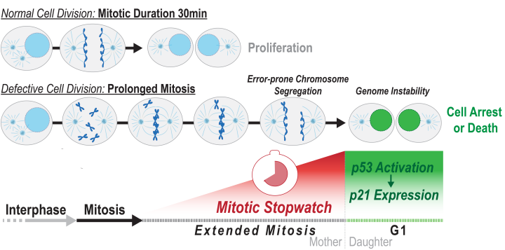 Cells can measure how long they spend in mitosis