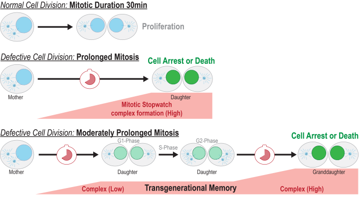 Molecular Memory: The Mitotic Stopwatch Complex remains stable through successive cell cycles