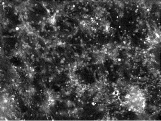 bmbu FY2011 Annual Report 2