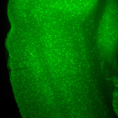 bmbu FY2017 Annual Report 2