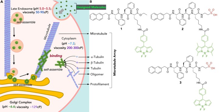 bsmu FY2021 Annual Report 03