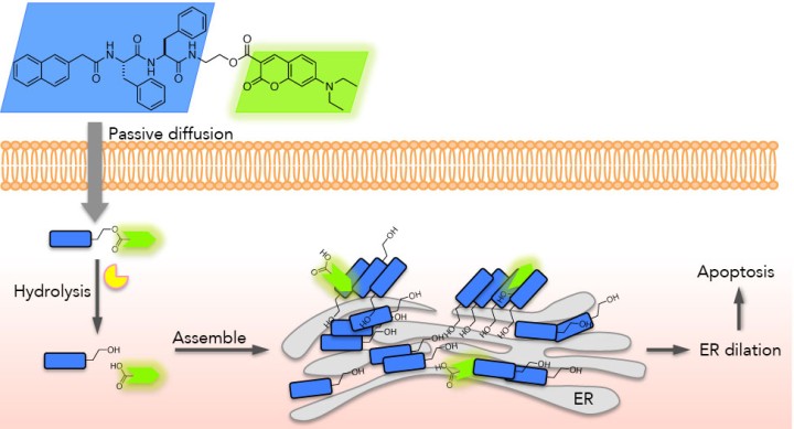 bsmu FY2019 Annual Report 02