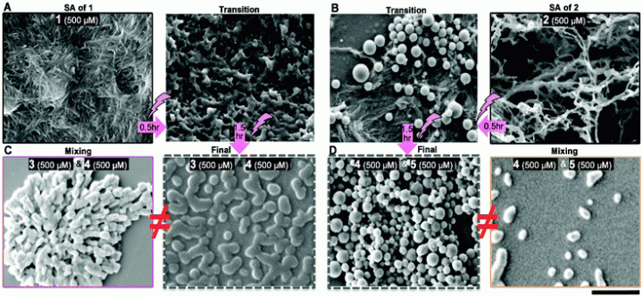 bsmu FY2016 Annual Report 04