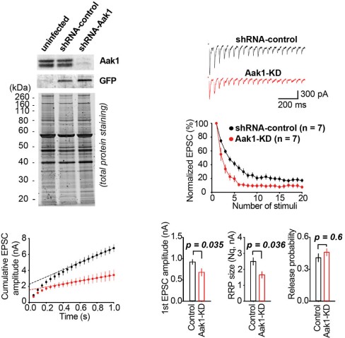 cmsfu FY2020 Annual Report 6
