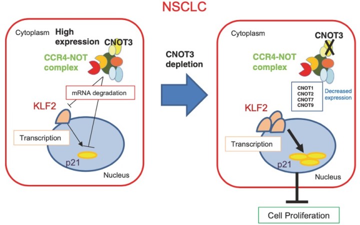 csu FY2019 Annual Report 3.2 Figure 6