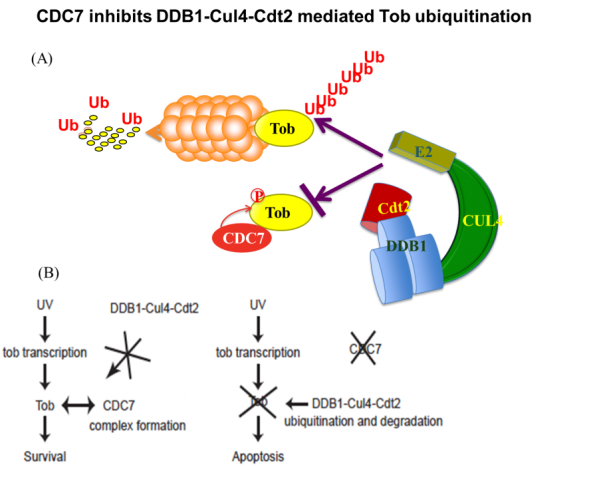 csu FY2012 Annual Report Figure 2