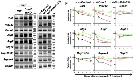 csu FY2018 Annual Report 3.1 Figure 2
