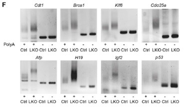 csu FY2018 Annual Report 3.2 Figure 6
