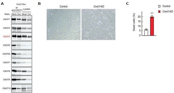 csu FY2019 Annual Report 3.3 Figure 1