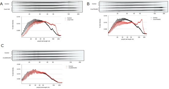 csu FY2019 Annual Report 3.3 Figure 4