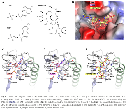 csu FY2016 Annual Report 3.2 Figure 2