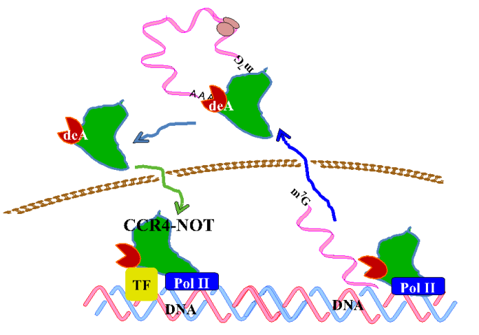 csu FY2013 Annual Report Figure 1