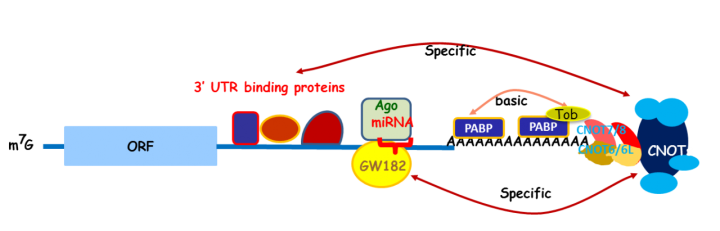 csu FY2012 Annual Report Figure 3