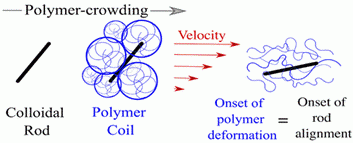 polymer-crowding from colloidal rod - polymer coil - (velocity) onset of polymer deformation = onset of rod alignment