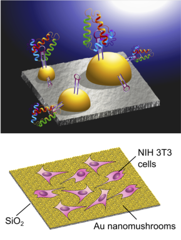 mbnu Biotechnology 01