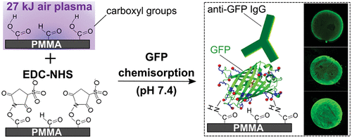 mbnu Biotechnology 03