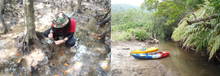 mbu Mangrove Forests 04