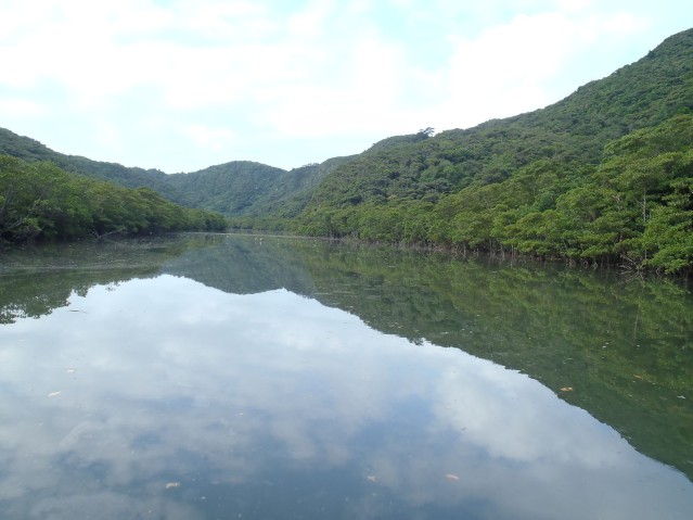mbu Mangrove Forests 02
