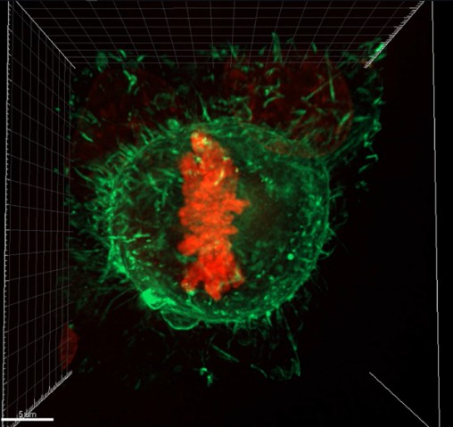 green circle a red random figure inside with black background