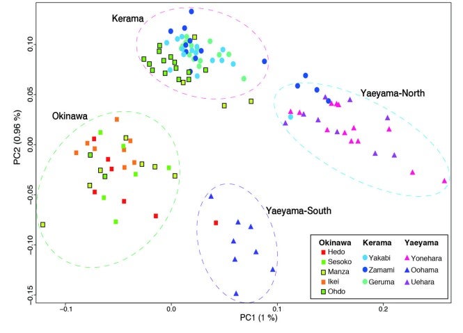 mgu Research (2)c Population genetics of Acropora in the Ryukyu Archipelago