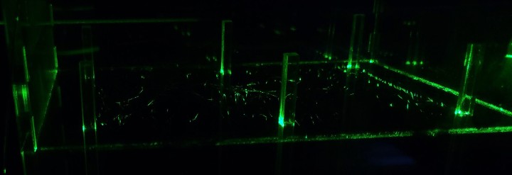 nnp Jack Featherstone 01