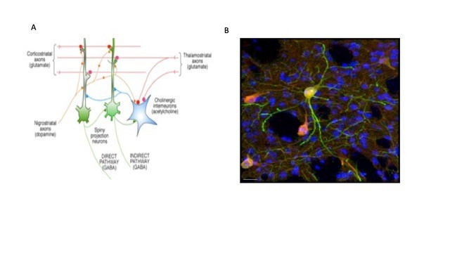 nru FY2020 Annual Report 2