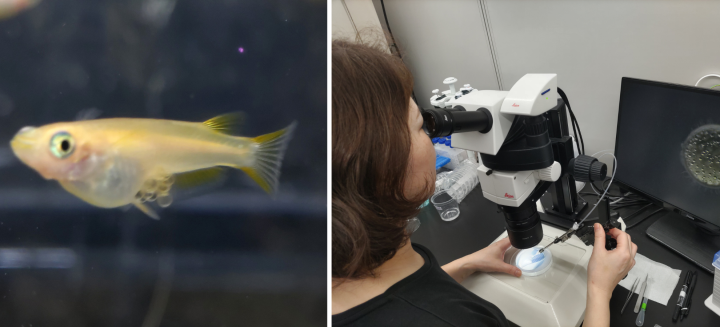 Egg-carrying medaka fish and Dr Ai Kiyomitsu with microscope