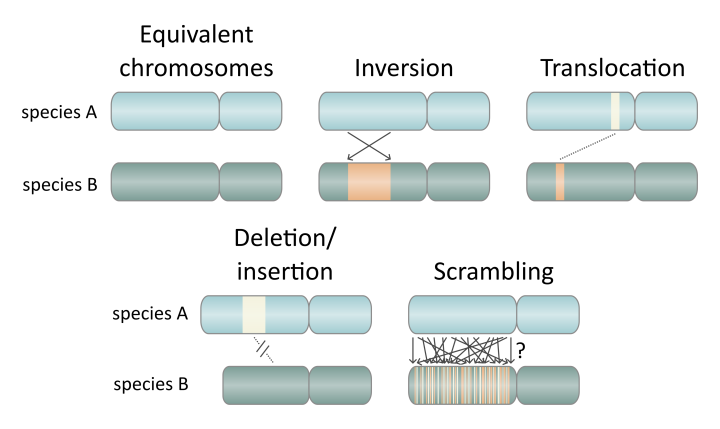 Illustrations of common genomic rearrangements