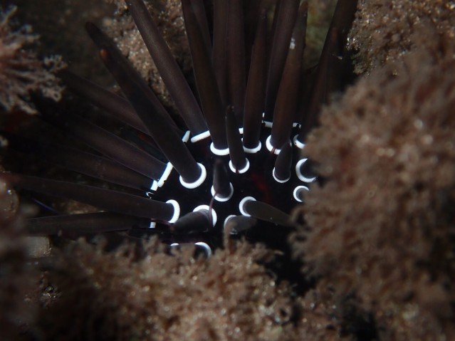 Rock-boring sea urchin 