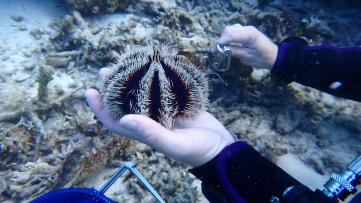 Collector sea urchin (Tripneustes gratilla) 