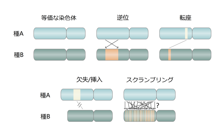 Illustrations of some types of genomic arrangements in Japanese