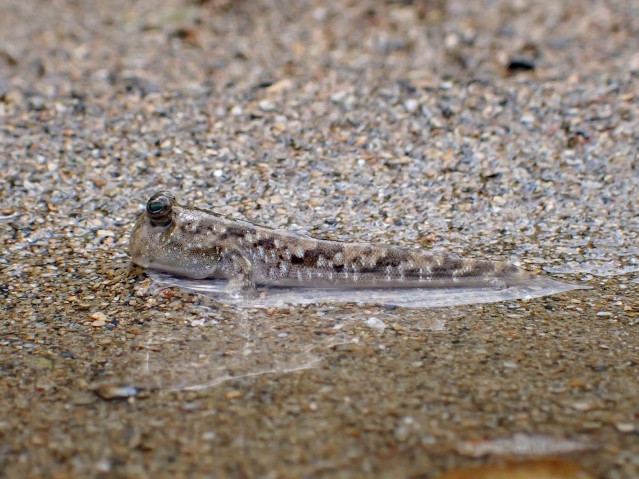 MRS Mudskipper