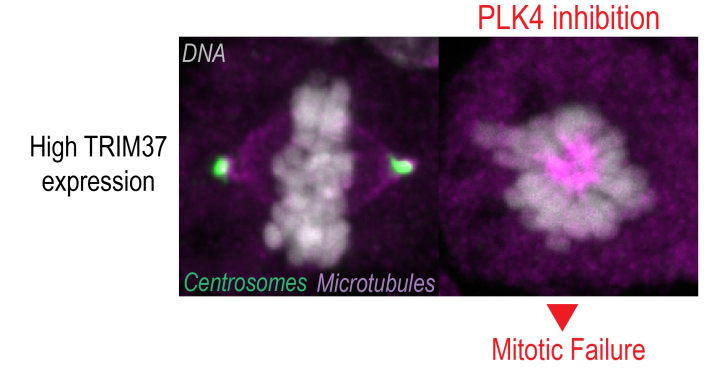 Image of PLK4 inhibition
