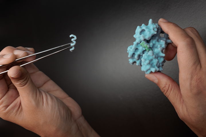 Rational design of proteins