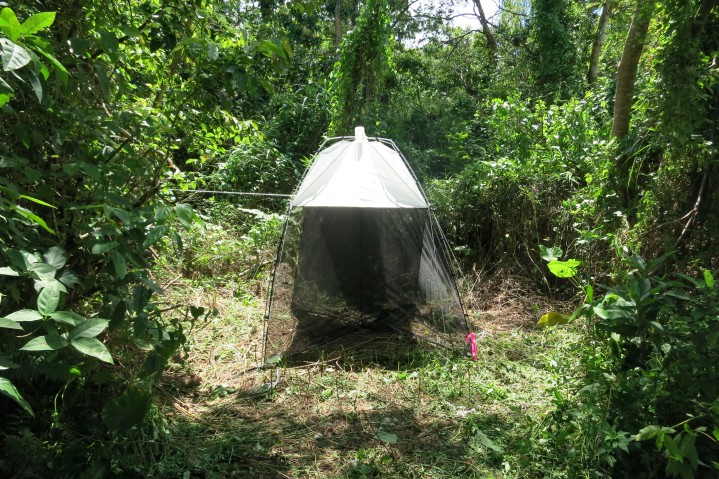 Insect slam trap for passive insect sampling at an OKEON open field site