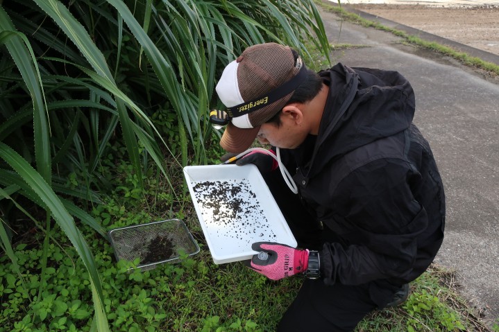 Field team member collecting ants with insect aspirator