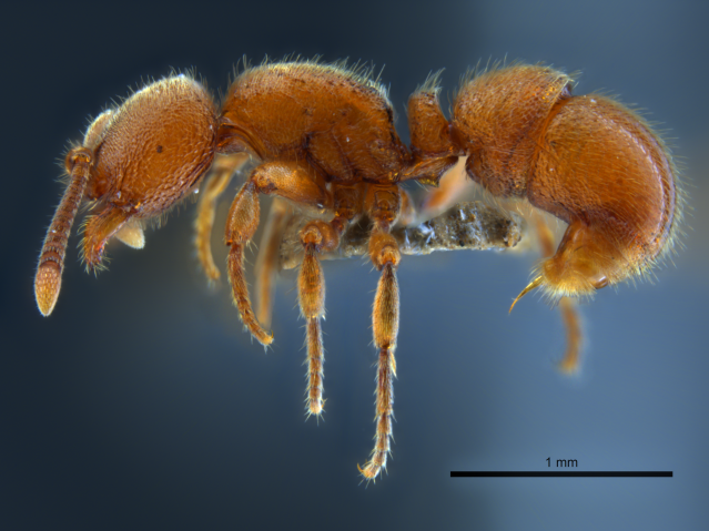 Micro photography of Proceratium japonicum (ant)