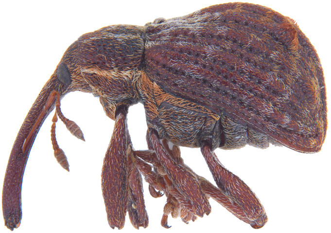 Micro photography of Anthonomus transp