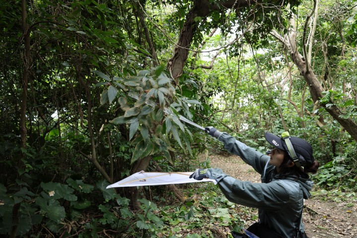 Field team member collecting insect samples using canopy tree beating technique.