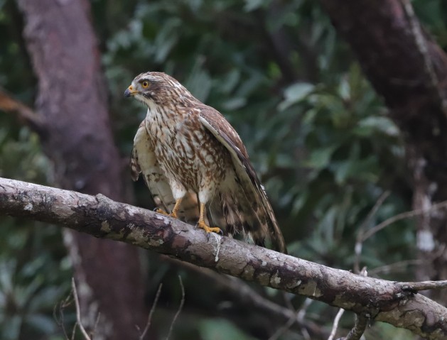 Photography of Butastur indicus (Grey-faced buzzard) at Heiwa